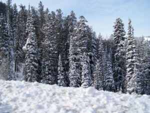 mary jane mulholland xclmqmyvue4 unsplash