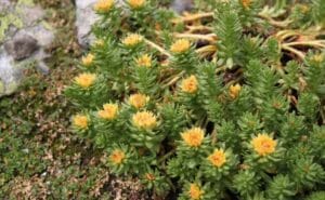 valley of flowers trek3