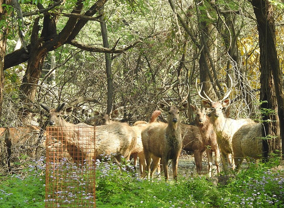 960px sambar deer in city forest park,chandigarh