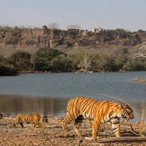 ranthambore national park